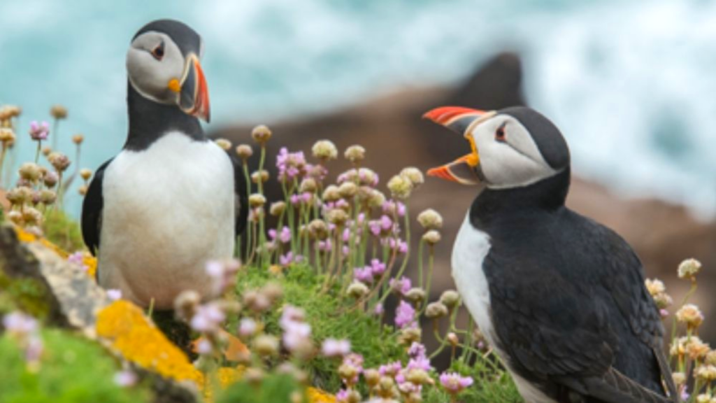 Puffins in folliage. You must visit Handa Island to see the Puffins. NC500