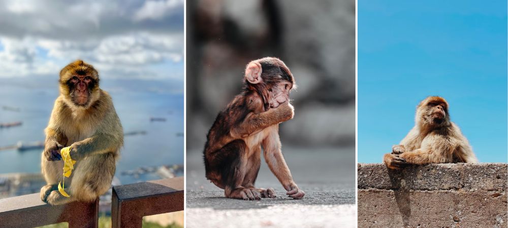 A collage of images of the monkeys found on the rock of Gibraltar. One is eating a banana, another is stoically looking off into the distance, and the final one is a baby monkey sucking its thumb.