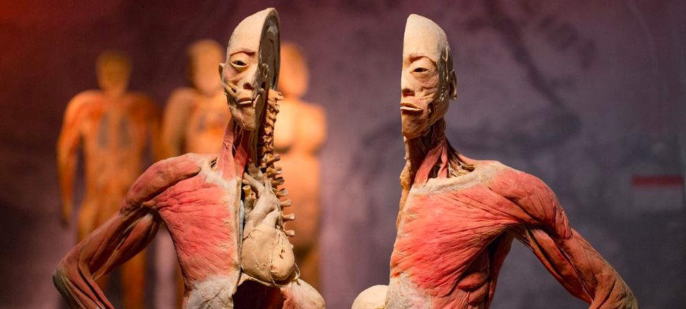 The Real Bodies exhibit at the Horseshoe Hotel and Casino in Las Vegas. A perfect thing to do if you are visiting Las Vegas and don't gamble.